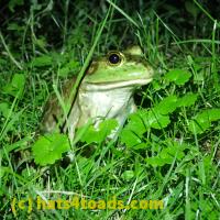 /home//u458753944/public_html/sourcegallery//Frogs/More bullfrogs/P6080139.JPG